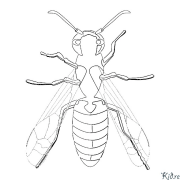 wasp Coloring Pages To Print